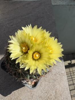 Coryphantha cornifera